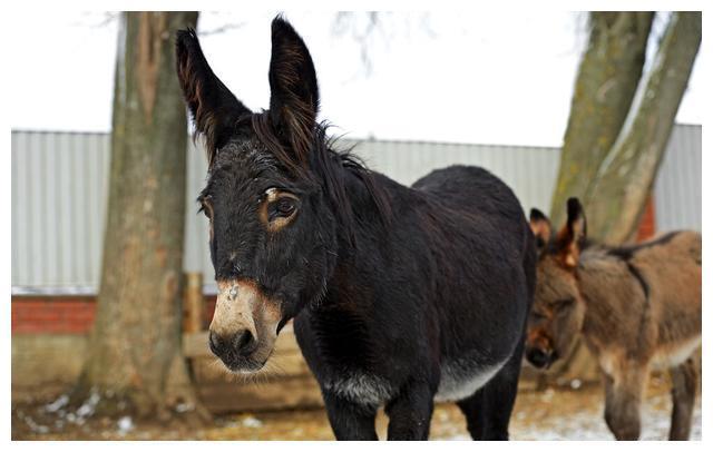 驴子起源于非洲.人们普遍认为,非洲野驴是现代家驴的祖先.