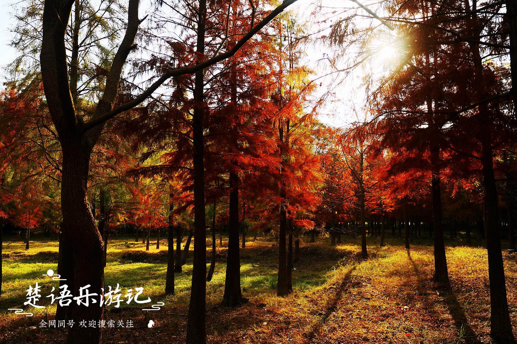 浙江这里湖光山色，被称为台州的香格里拉，红树林美得令人心醉休闲区蓝鸢梦想 - Www.slyday.coM