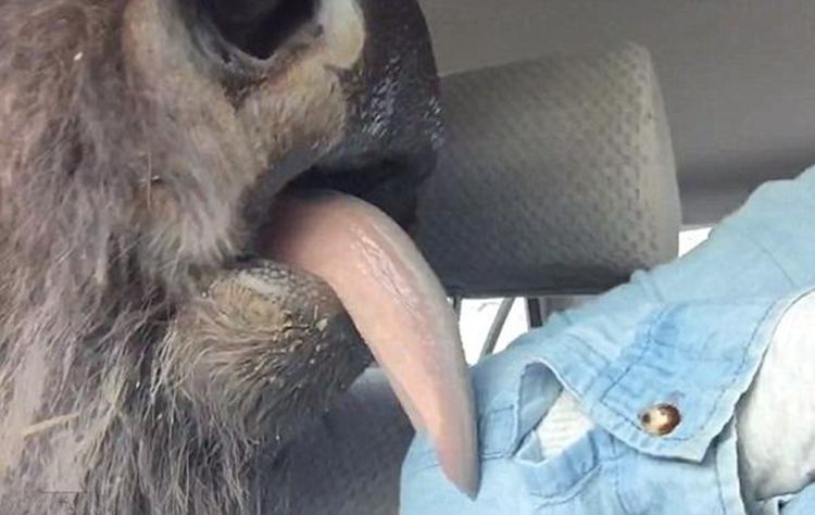 水牛也傻呵呵的在女子的胳膊上舔来舔去.