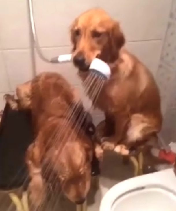 金毛哥哥帮弟弟洗澡,咬着浴霸就是一顿乱喷,主人看了哭笑不得休闲区蓝鸢梦想 - Www.slyday.coM 金毛哥哥帮弟弟洗澡,咬着浴霸就是一顿乱喷,主人看了哭笑不得休闲区蓝鸢梦想 - Www.slyday.coM