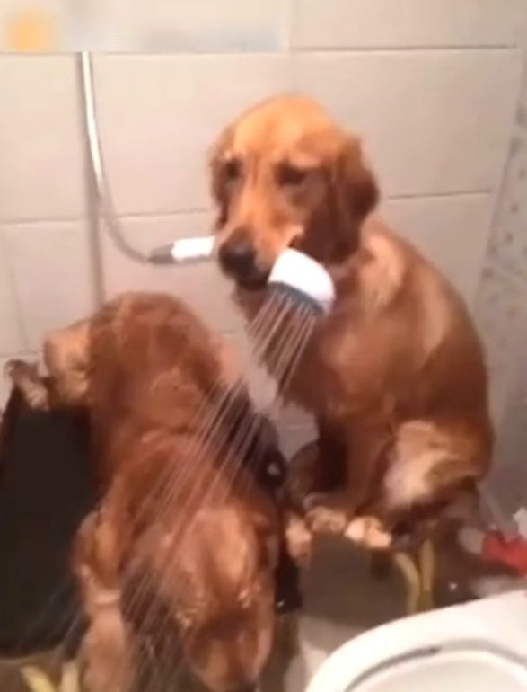 金毛哥哥帮弟弟洗澡,咬着浴霸就是一顿乱喷,主人看了哭笑不得休闲区蓝鸢梦想 - Www.slyday.coM 金毛哥哥帮弟弟洗澡,咬着浴霸就是一顿乱喷,主人看了哭笑不得休闲区蓝鸢梦想 - Www.slyday.coM