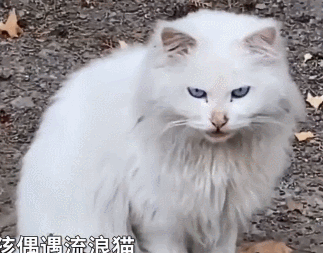 女孩遇见一只流浪猫,看清长相后被惊艳到了:真是落难“公主”呀休闲区蓝鸢梦想 - Www.slyday.coM 女孩遇见一只流浪猫,看清长相后被惊艳到了:真是落难“公主”呀休闲区蓝鸢梦想 - Www.slyday.coM