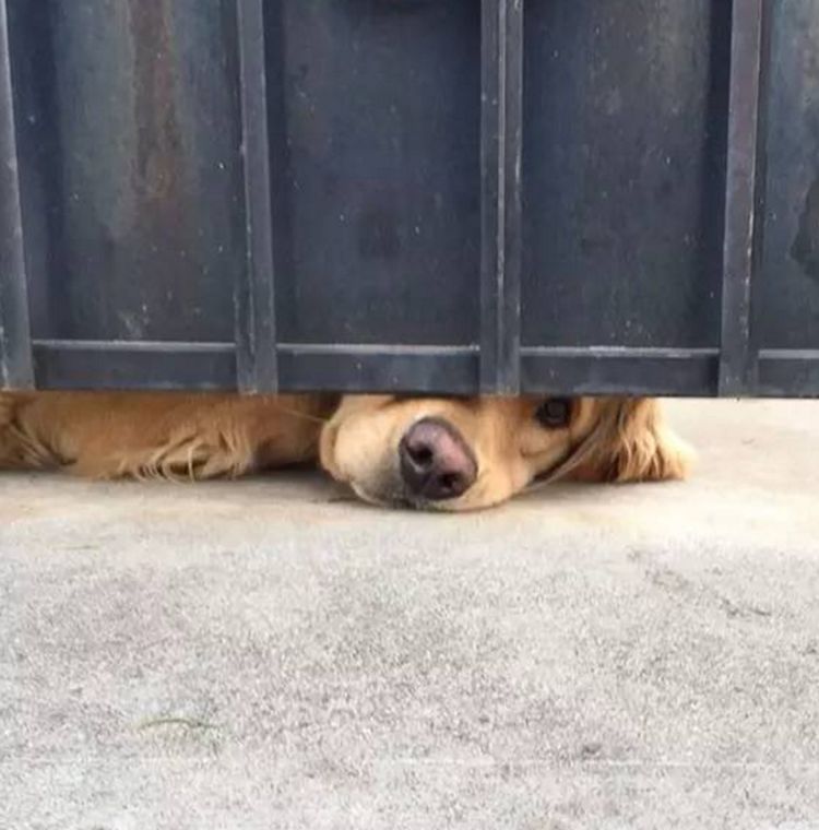 狗狗每天痴迷于撩妹趴在门缝等小姐姐花痴神情让主人笑喷了