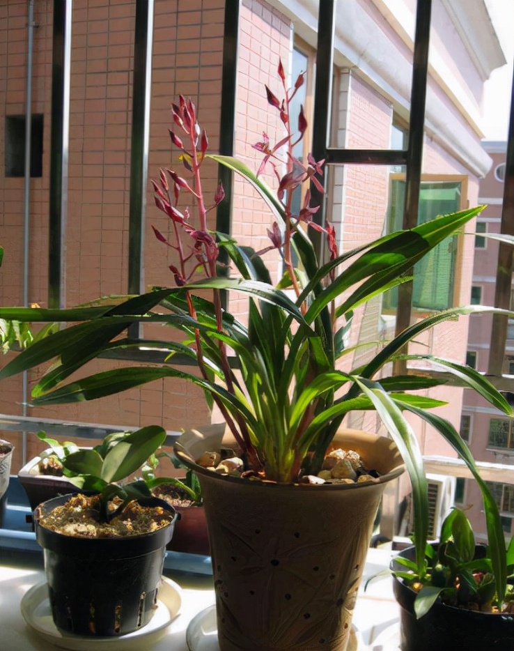 12月养墨兰必做四件事做好了春节就能开花