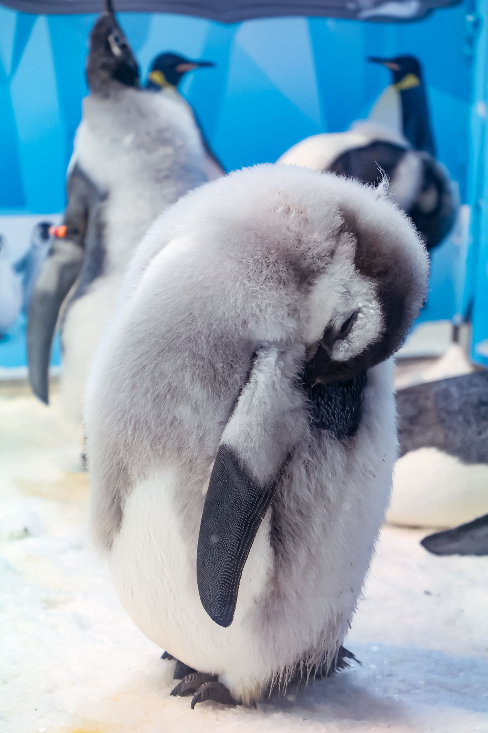 刷新国内繁育纪录11只帝企鹅宝宝在珠海长隆孵化