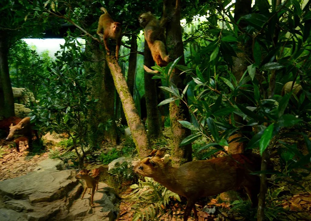 野生动物园野生博物馆一大批好玩的要来了丽水谋划建设八大基地森林