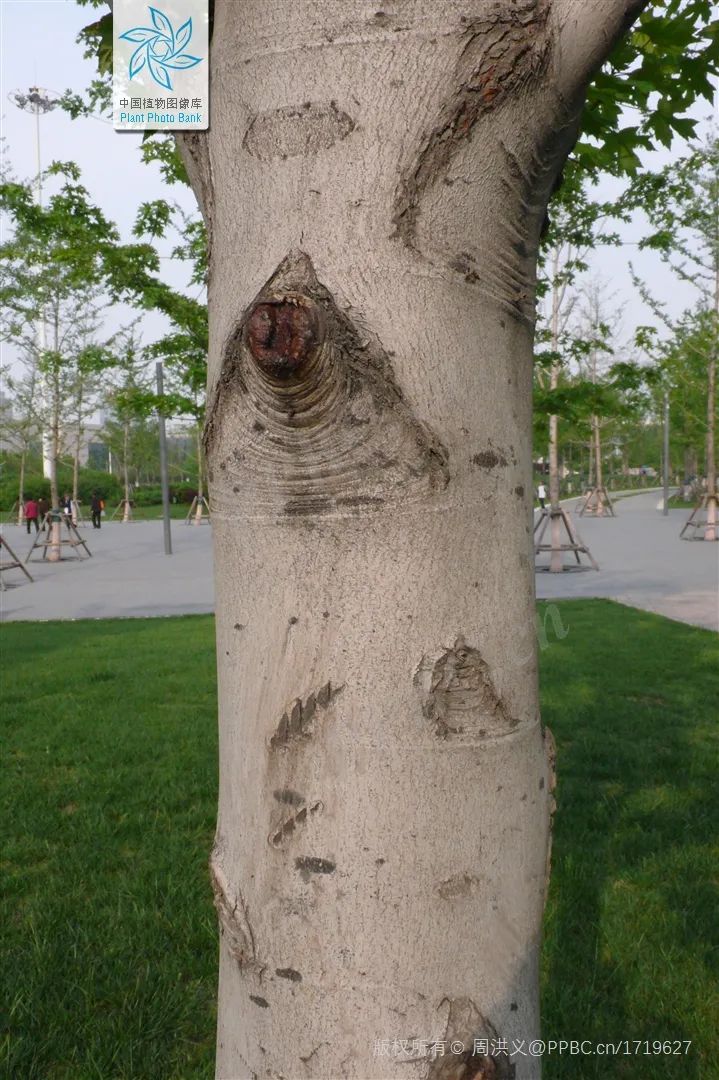 探索枫香树北美枫香美国红枫三角枫如何枫得清