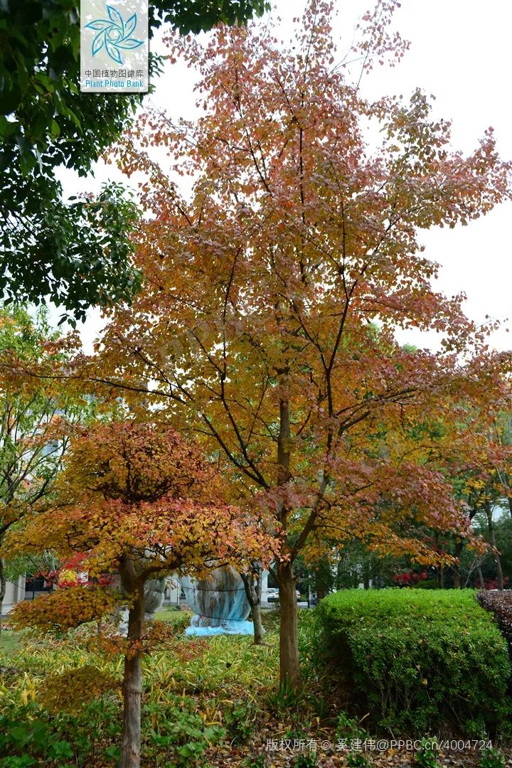 探索枫香树北美枫香美国红枫三角枫如何枫得清