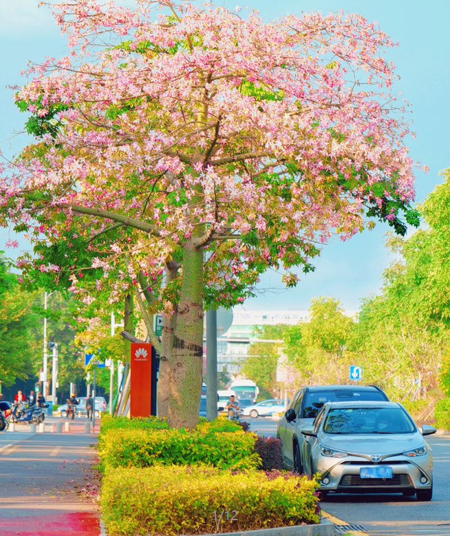 感受冬日温暖龙岗樱花木棉迎来花期