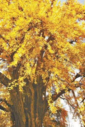 为晋唐古银杏树治病强身　西安铁检分院：开展公益诉讼对古树名木进行抢救保护休闲区蓝鸢梦想 - Www.slyday.coM