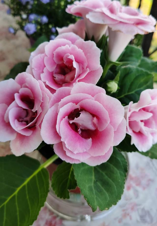 阳台养大岩桐注意光照和浇水开花更多花期更长鲜艳漂亮