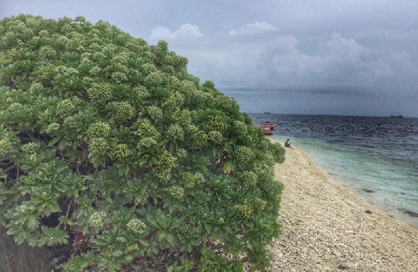 生命力旺盛的步麻树   资料图2014年1月2日,三沙市西沙鸭公岛结束了