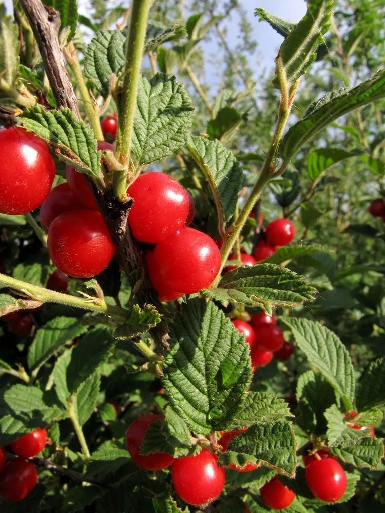 梅桃,山樱桃,野樱桃等不同的俗名,甚至在东北就被称为"樱桃"