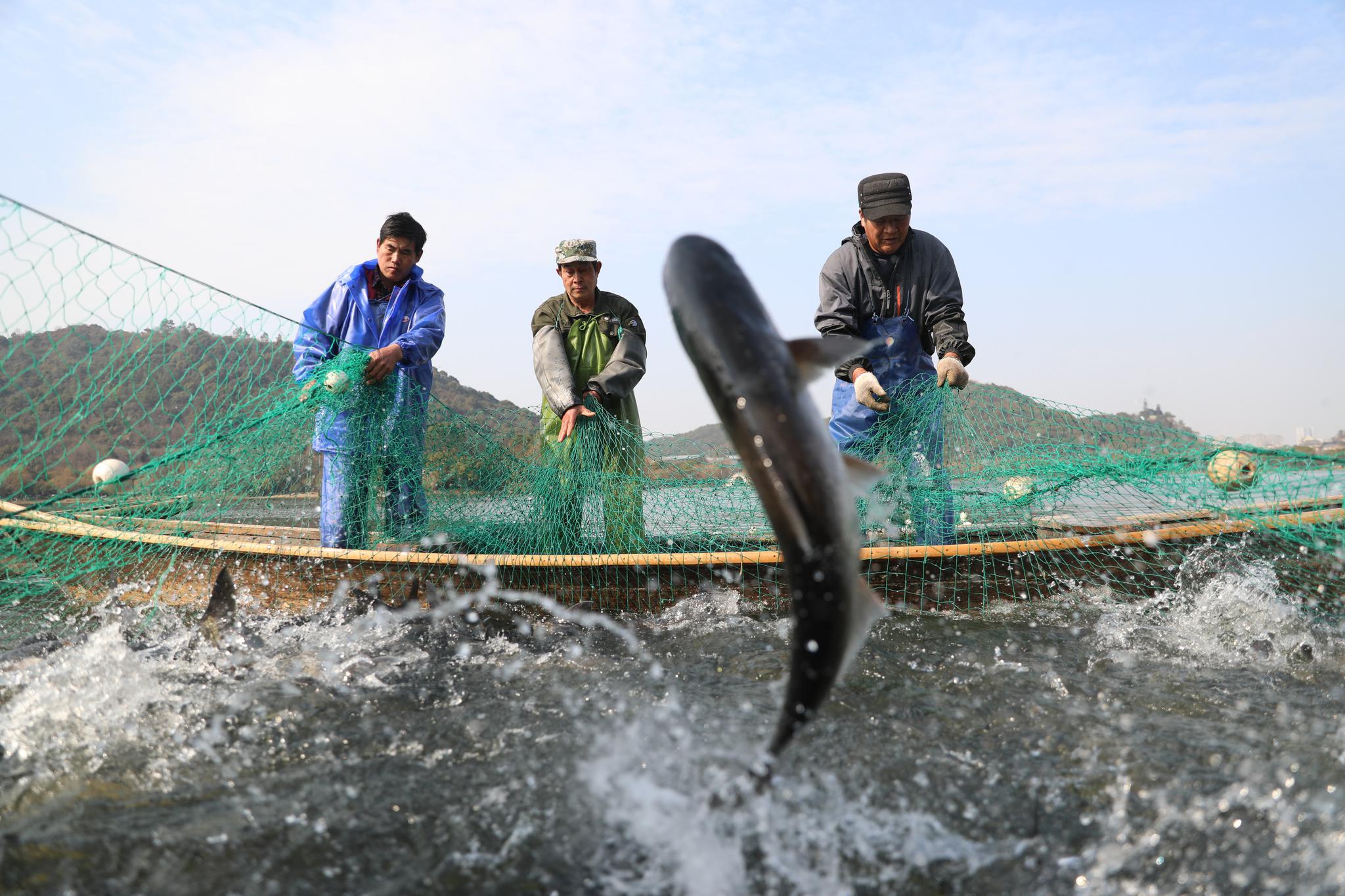 鱼跃人欢杭州湘湖年鱼第一网开捕