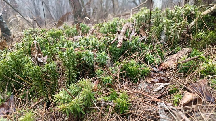 别名"千层塔""救命王"!磐安大盘山保护区发现大片珍稀中草药