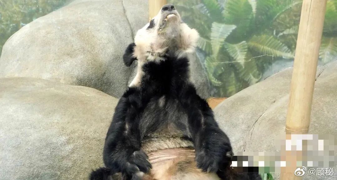 旅美大熊猫瘦骨嶙峋官方回应图