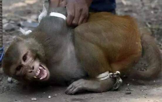 文明初现印度猴子对人类发起进攻怒摔200多条狗抓走8岁儿童