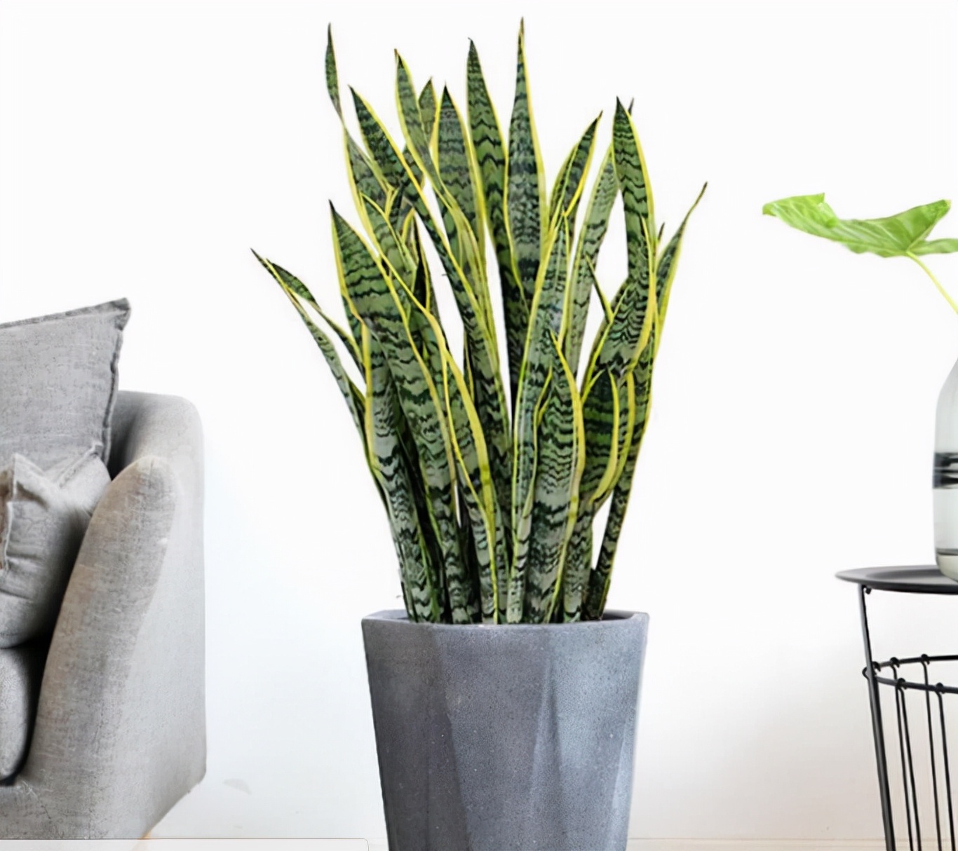 虎皮兰冬天有3怕摸清了叶子挺直纹路清晰侧芽撑满盆