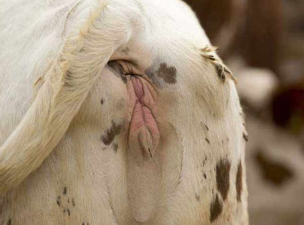 母牛不怀孕怎么治疗?本文有详细讲解|太保|母牛|子宫_新浪新闻