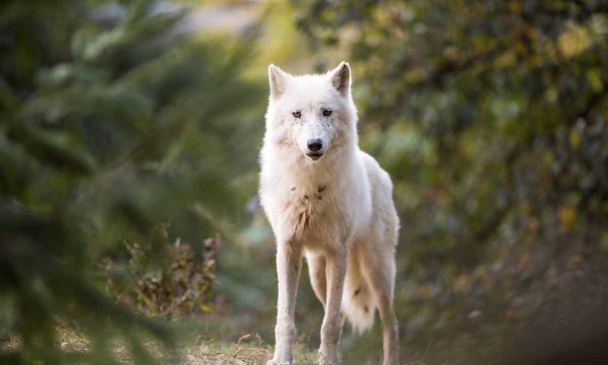 有必要继续保护吗|狼群|狼|羊圈_新浪新闻
