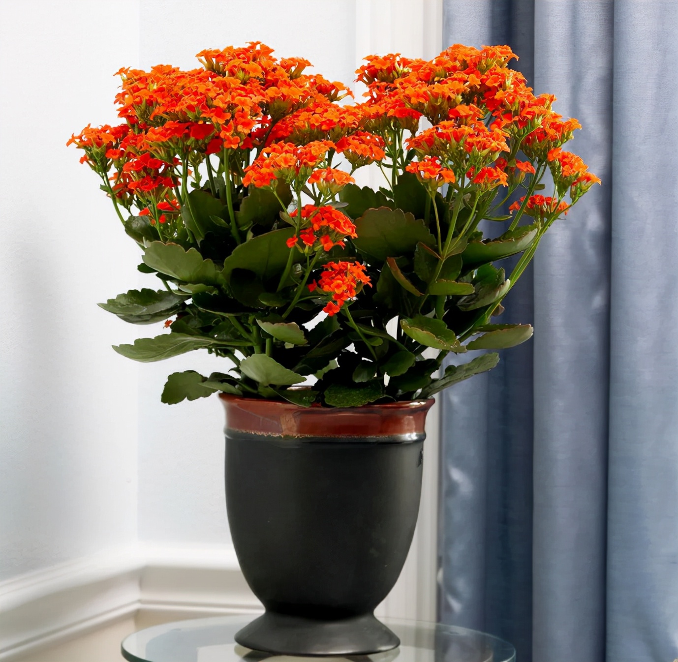 养多浆植物长寿花这4个地方合适盆栽单次花期超长