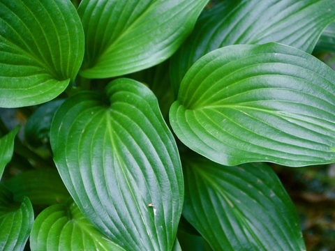 玉簪子 玉簪子最新消息 新闻 图片 视频 聚合阅读 新浪网 玉簪子 玉簪子最新消息 新闻 图片 视频 聚合阅读 新浪网