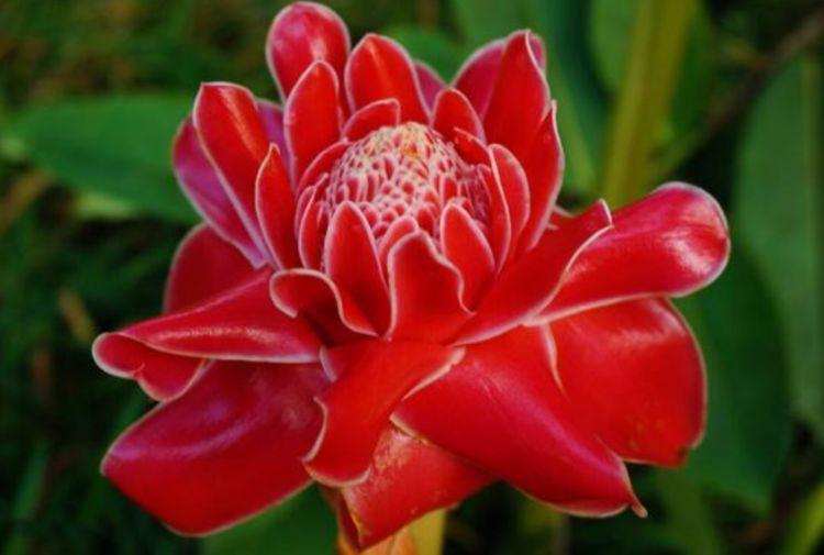 养花养几种花期长的花大色艳花开姿态万千