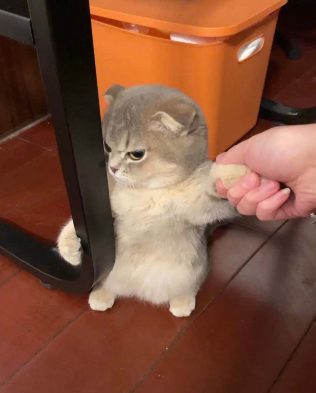 哎呀这个小猫咪怎么这么可爱啊,它像个不高兴的小不点儿,你别扒拉我!