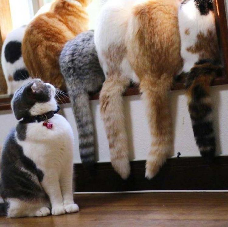 主人一连养了7只猫咪一排排坐在一起样子呆萌可爱