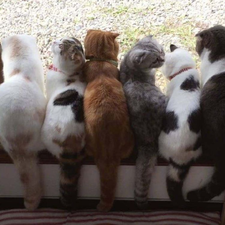 主人一连养了7只猫咪一排排坐在一起样子呆萌可爱
