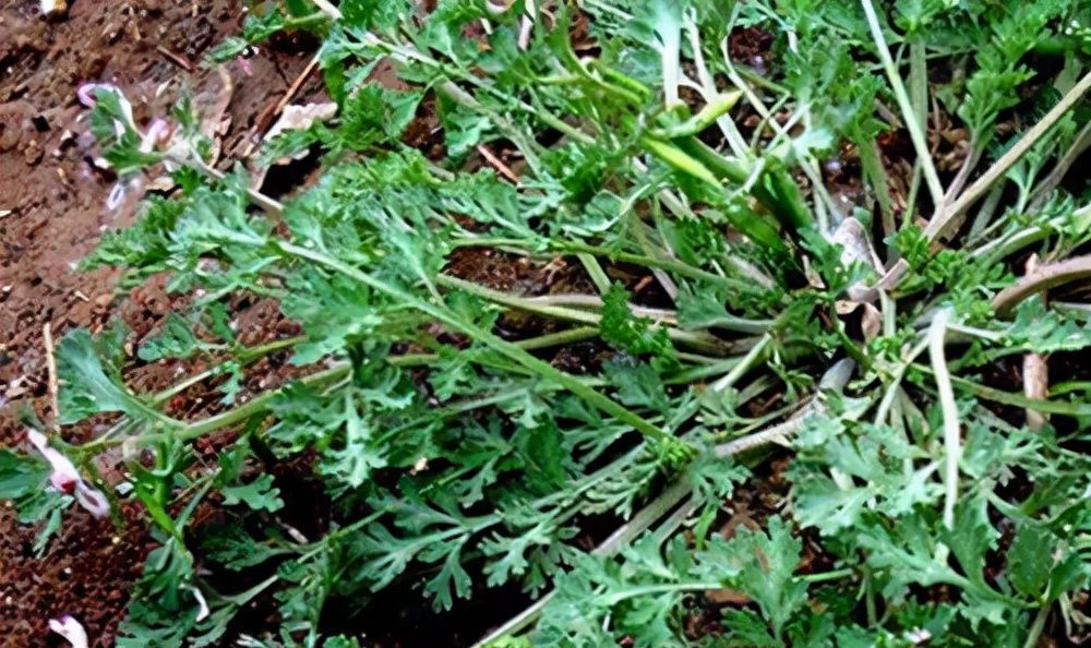 这种野草叫"小鸡菜",以前人们采它来喝鸡,却忽略它的药用价值__财经