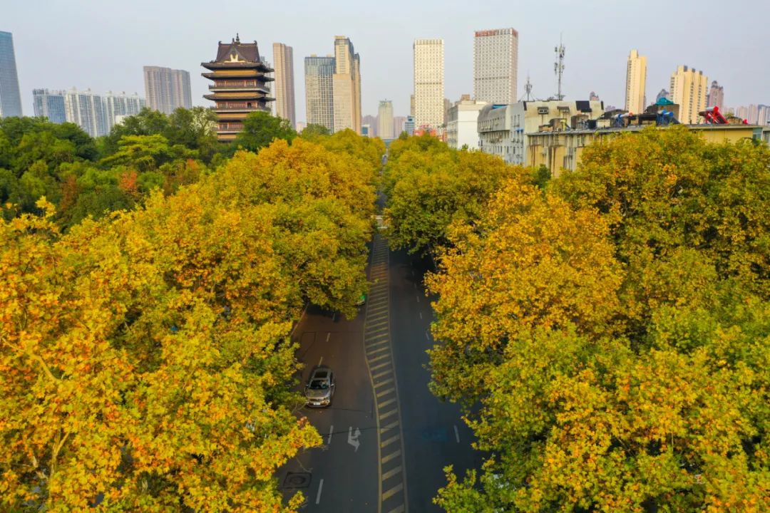 "树长制"来了!芜湖路669棵梧桐有了"守护人"!|合肥市_新浪新闻