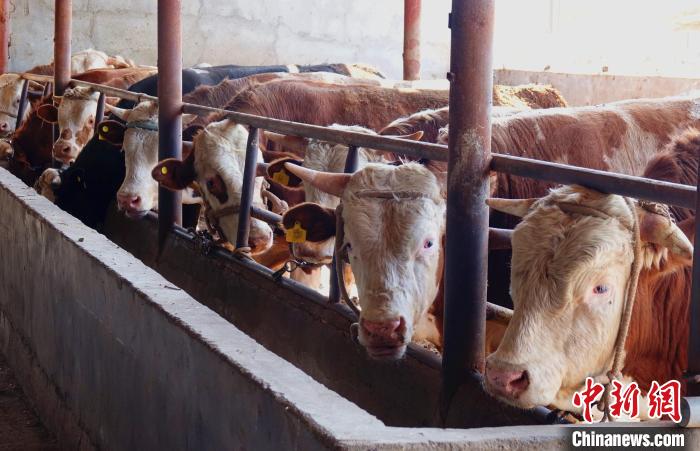 该镇村民养殖的西门塔尔等优良品种奶牛，市场价约4万元。贾丽丽 摄