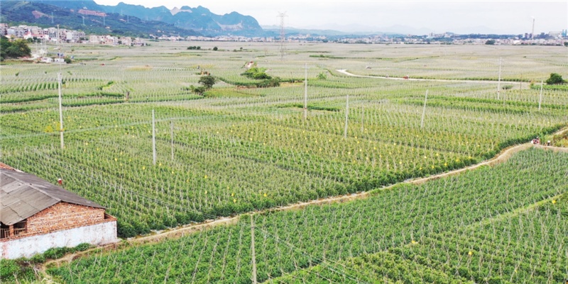 广西百色冬菜园里番茄红科技赋能见成效