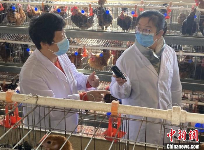 专家在进述“太行鸡”的特点 赞皇县委宣传供图