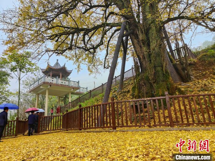 东安县南桥镇寺门马皇村有一株2500年树龄的古银杏树,是"湖南第一古树