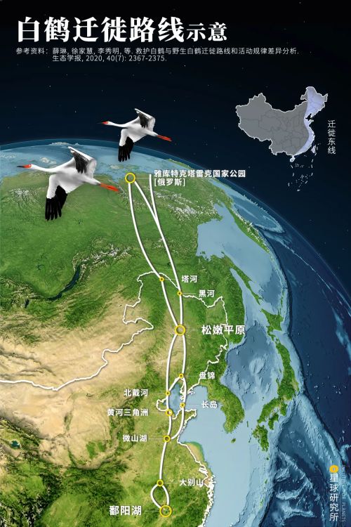 迁徙前的体重能翻一番(一只黑脸琵鹭在江苏盐城的黄海湿地中抓到一条