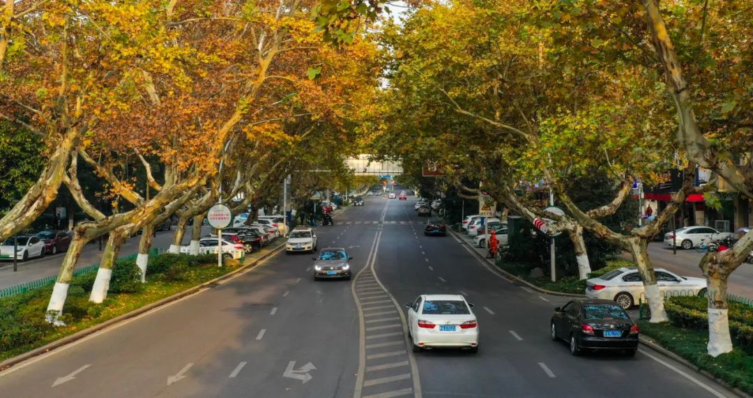 "树长制"来了!芜湖路669棵梧桐有了"守护人"!|合肥市_新浪新闻