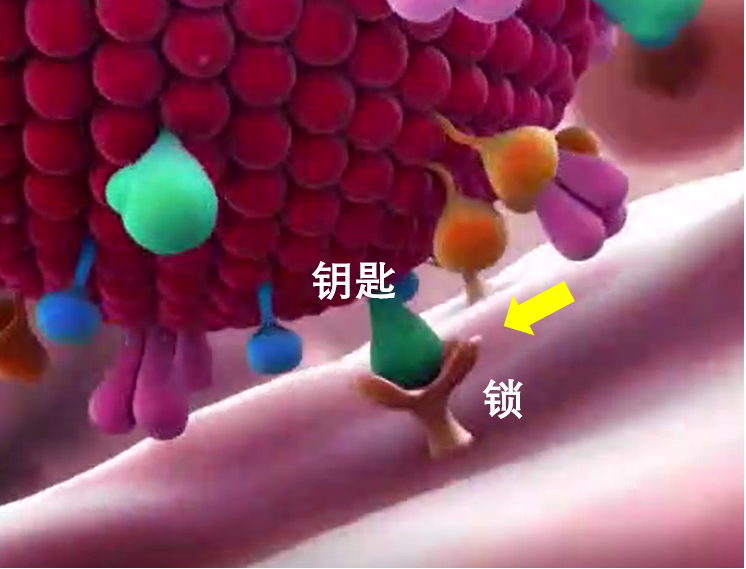 中国首款抗新冠特效药输完就见效！休闲区蓝鸢梦想 - Www.slyday.coM