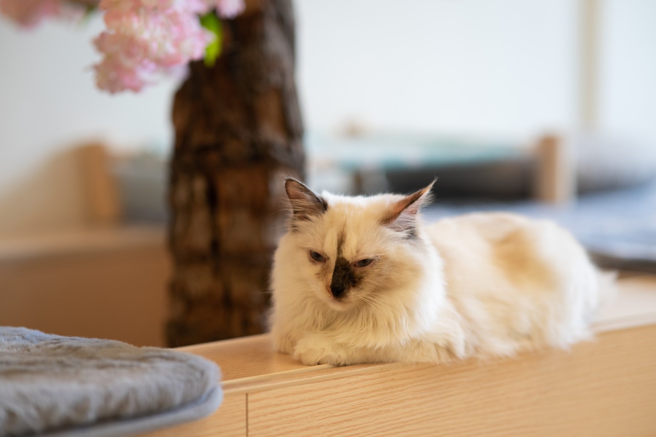 银行拿“万元活猫”当奖品，问过猫吗？