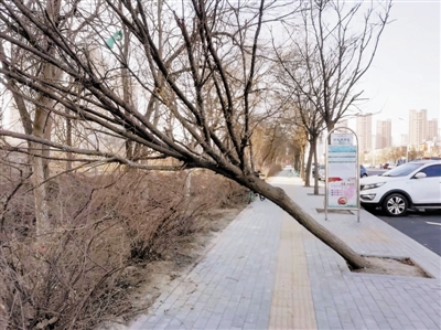 树木倾斜挡道