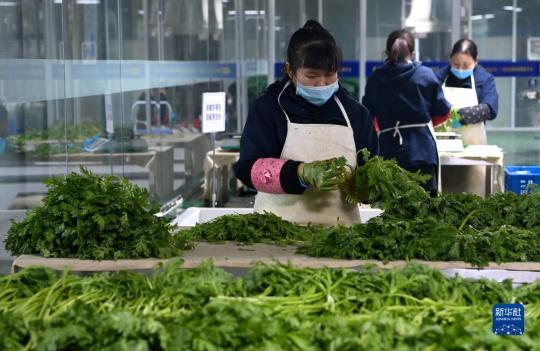陕西米禾供应链管理股份有限公司的工作人员在分拣蔬菜(12月19日摄)。新华社记者 刘潇摄