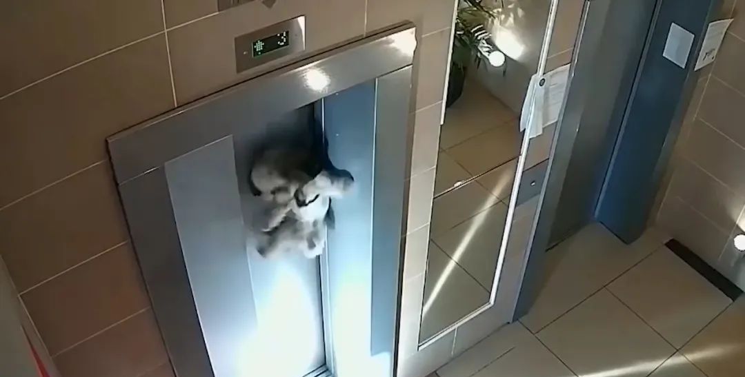狗狗被主人遗忘身后,被电梯门卡住,悬挂半空挣扎呼救休闲区蓝鸢梦想 - Www.slyday.coM 狗狗被主人遗忘身后,被电梯门卡住,悬挂半空挣扎呼救休闲区蓝鸢梦想 - Www.slyday.coM