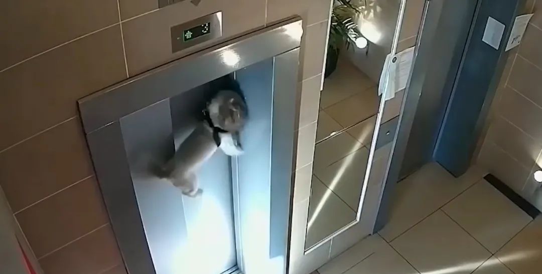 狗狗被主人遗忘身后,被电梯门卡住,悬挂半空挣扎呼救休闲区蓝鸢梦想 - Www.slyday.coM 狗狗被主人遗忘身后,被电梯门卡住,悬挂半空挣扎呼救休闲区蓝鸢梦想 - Www.slyday.coM