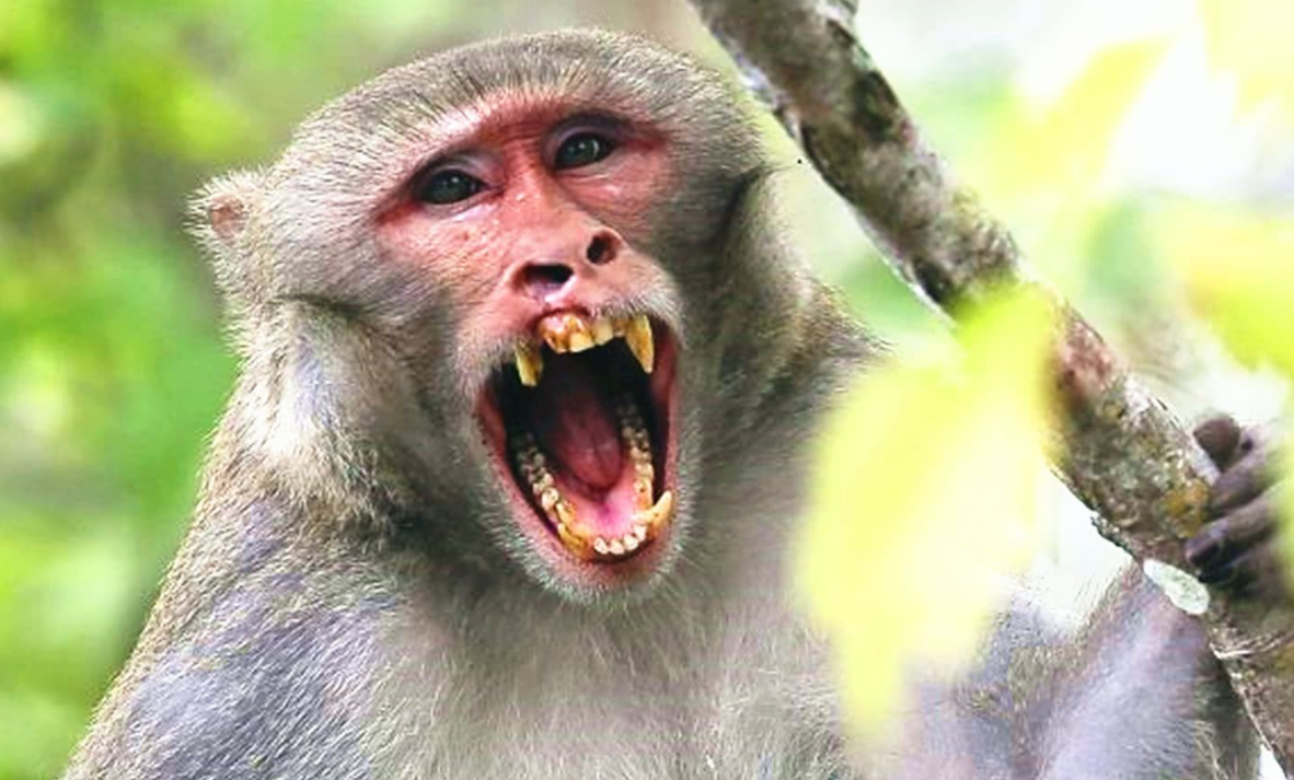 印度猴子敬礼表情包图片
