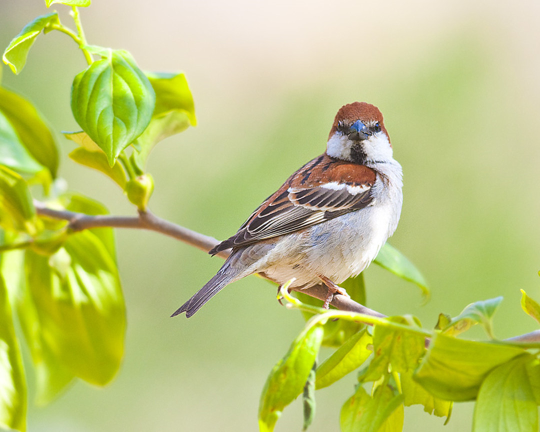 随处可见的麻雀居然都是进口的我国本地麻雀去哪了