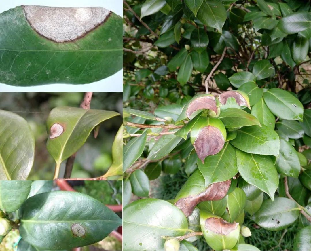 茶花感染炭疽病比较严重的时候,叶面上会形成很多圆形或椭圆形的病斑