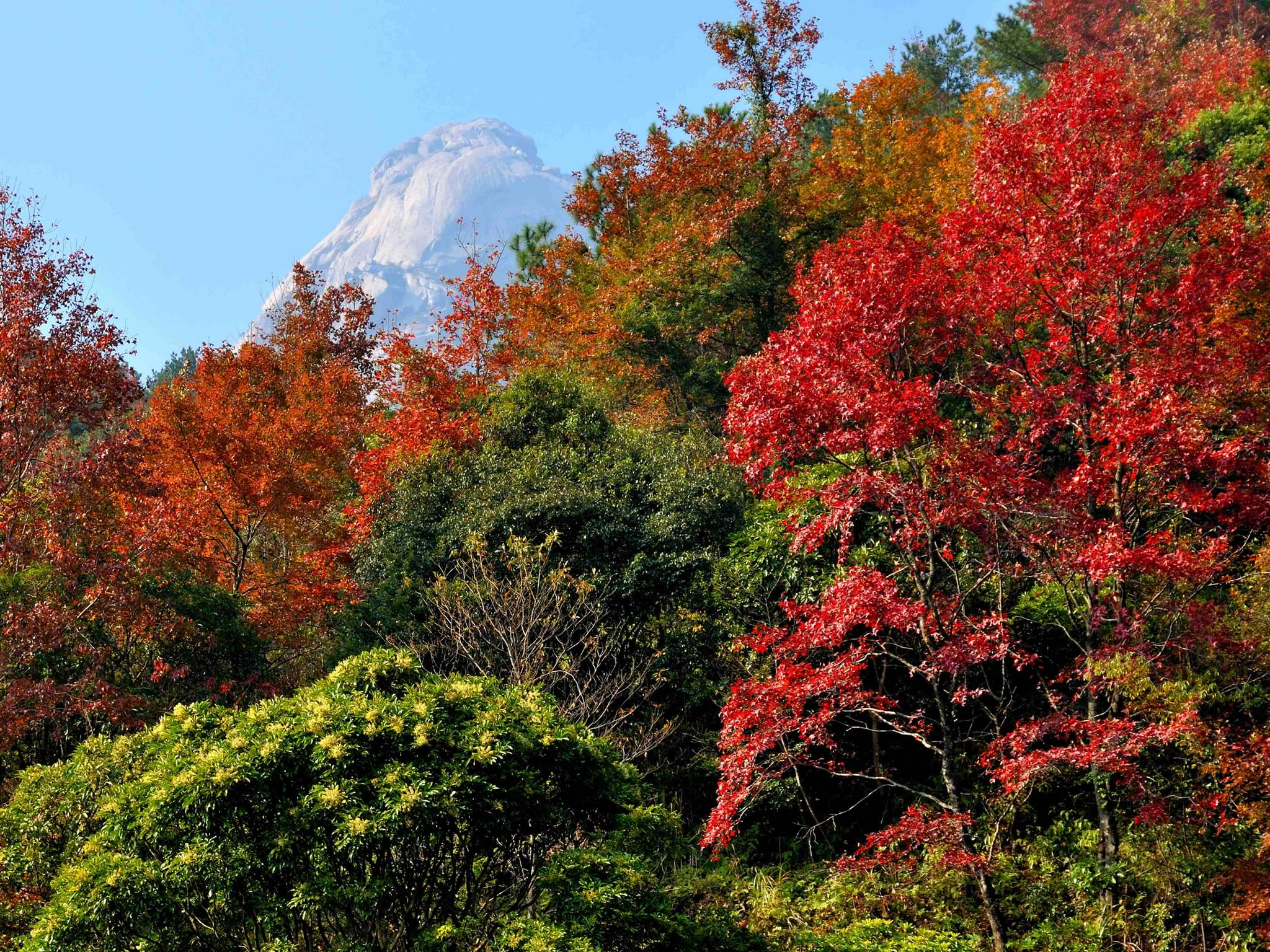 广东最美枫叶景观,藏在粤北这座千年古县,赏火红枫叶正当时|枫叶|新丰