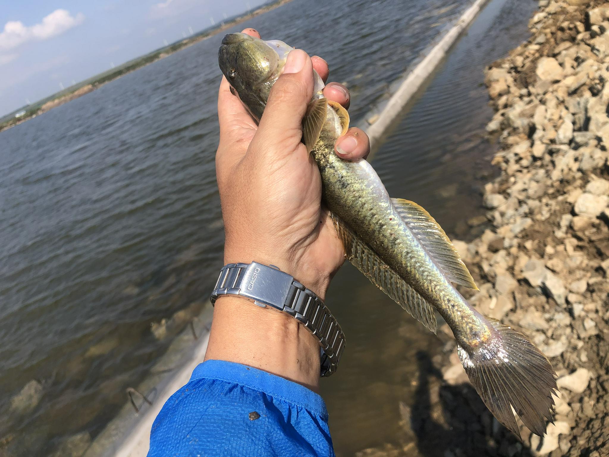 今年的楞巴鱼咬口季我还是溜达钓这一箱子鱼获真过瘾