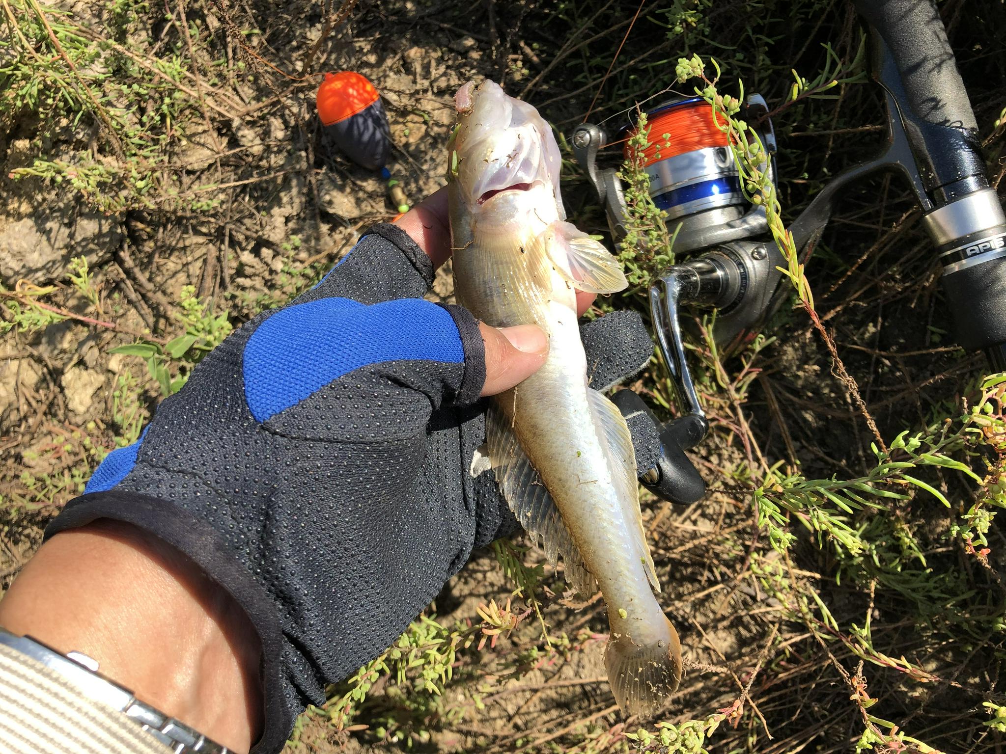 今年的楞巴魚咬口季我還是溜達釣這一箱子魚獲真過癮